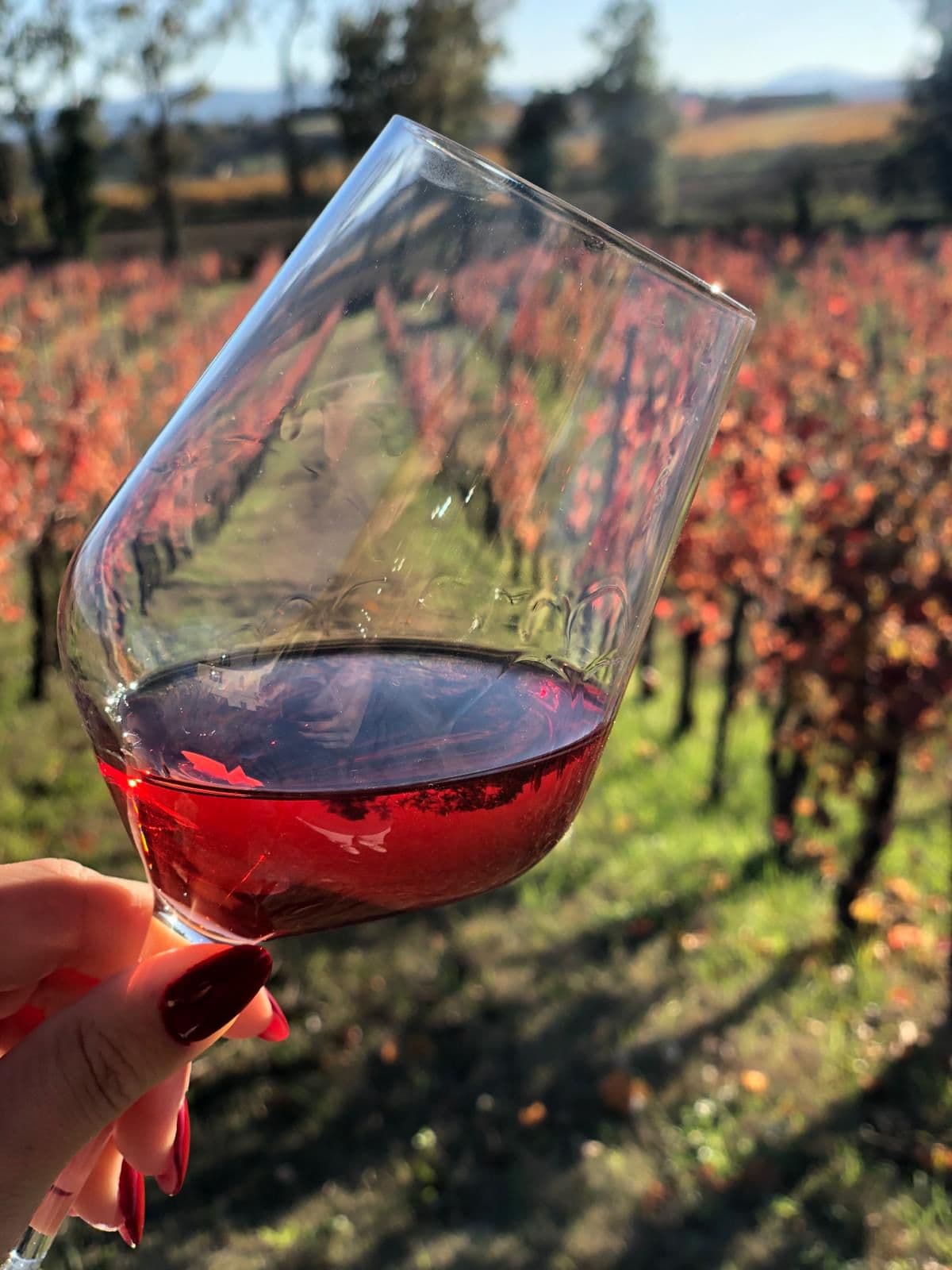 Sagrantino Wine Tour | Vinbacco, image size:1200x1600